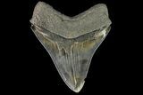 Serrated, Fossil Megalodon Tooth - Colorful Enamel #138988-1